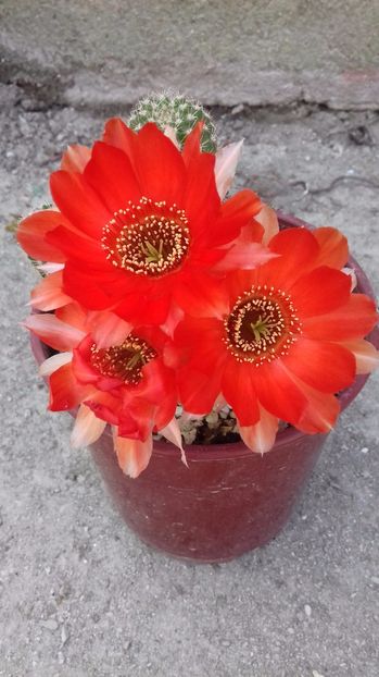  - FAMILIA CACTACEAE