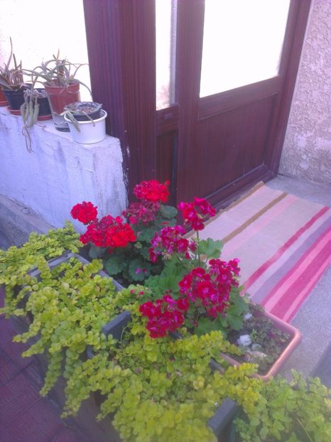  - 0 gradina mea 2017