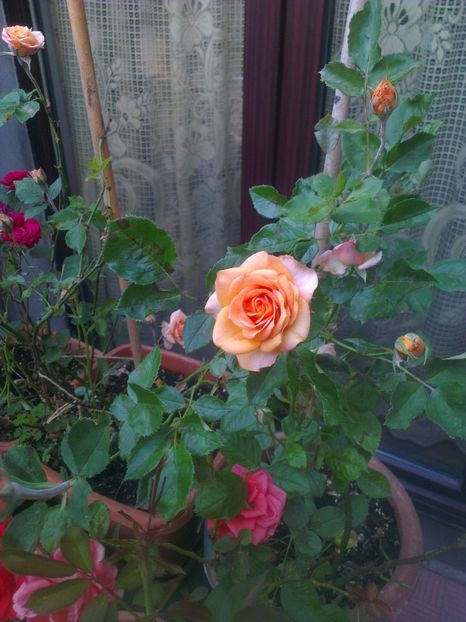  - 0 gradina mea 2017