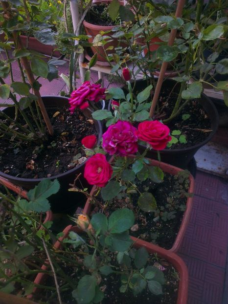  - 0 gradina mea 2017