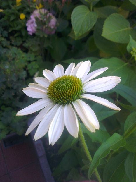  - 0 gradina mea 2017