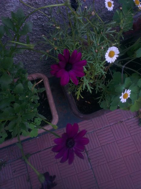  - 0 gradina mea 2017