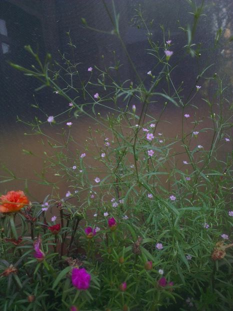  - 0 gradina mea 2017