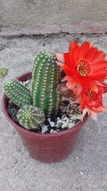  - FAMILIA CACTACEAE