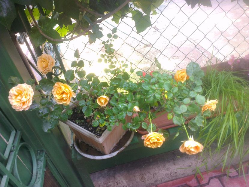  - 0 gradina mea 2017