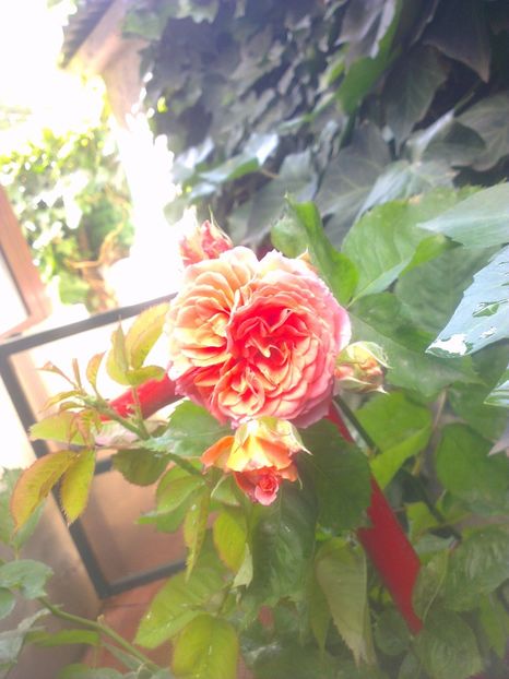  - 0 gradina mea 2017