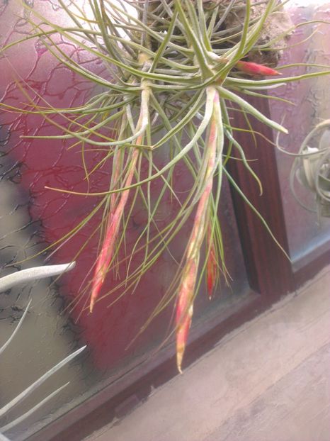  - 0 gradina mea 2017