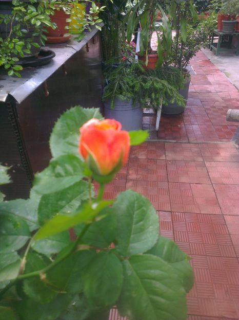  - 0 gradina mea 2017