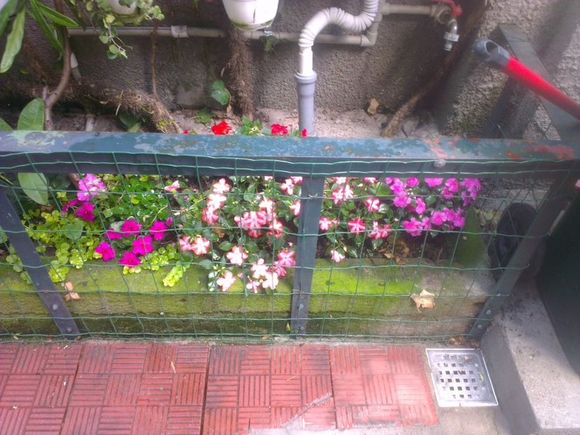  - 0 gradina mea 2017