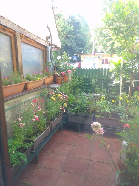  - 0 gradina mea 2017