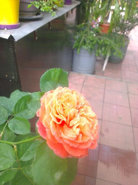  - 0 gradina mea 2017