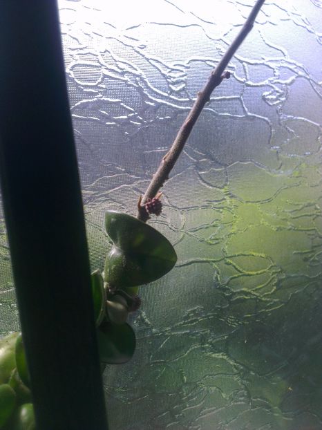  - 0 gradina mea 2017