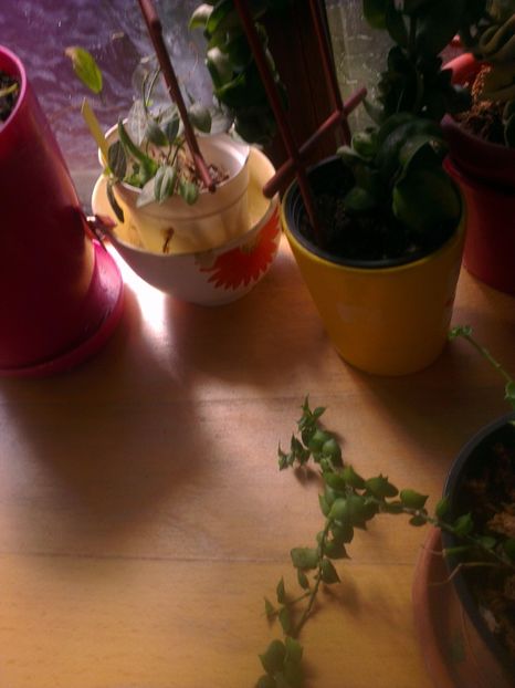  - 0 gradina mea 2017