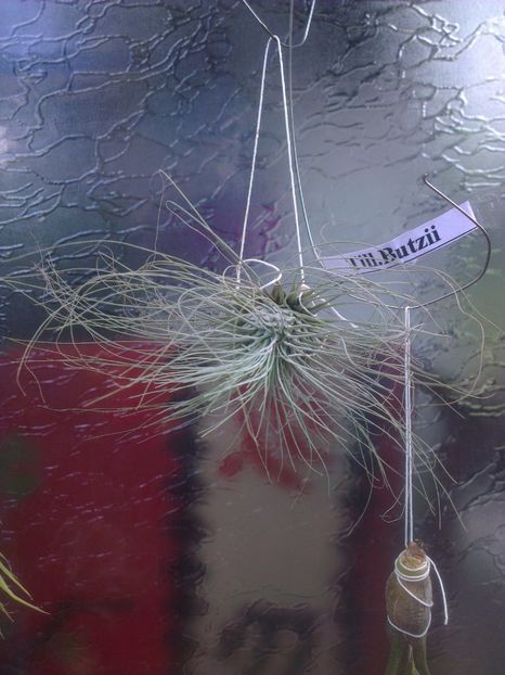  - 0 gradina mea 2017