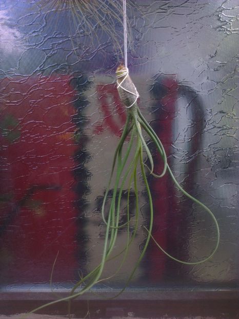  - 0 gradina mea 2017