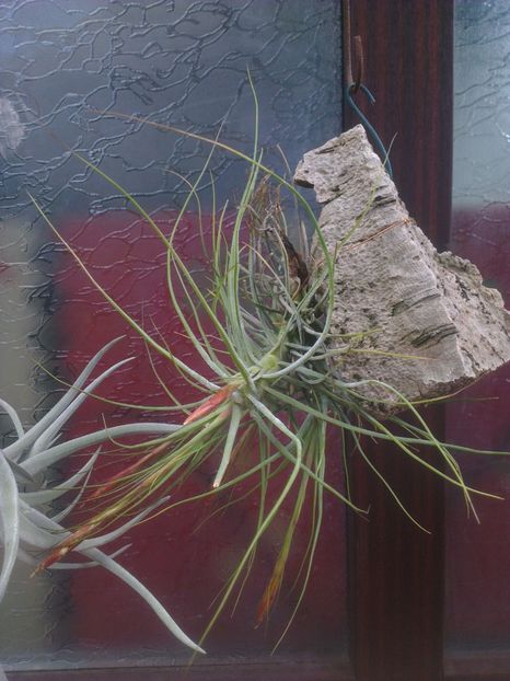  - 0 gradina mea 2017