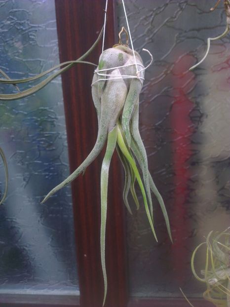  - 0 gradina mea 2017