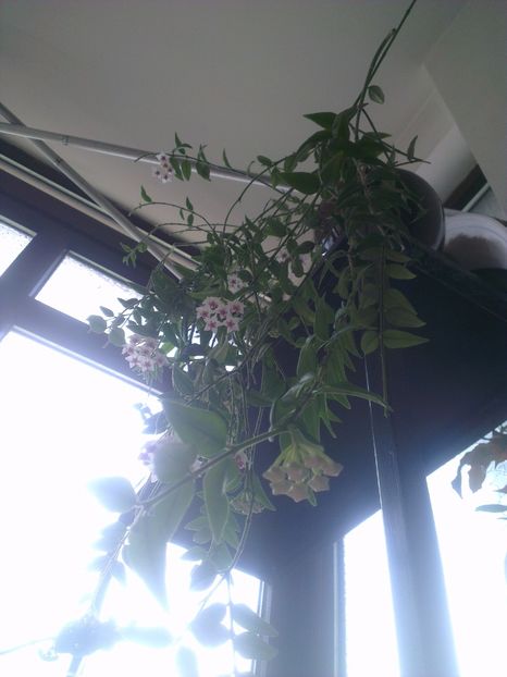  - 0 gradina mea 2017