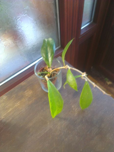  - 0 gradina mea 2017