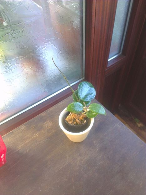  - 0 gradina mea 2017