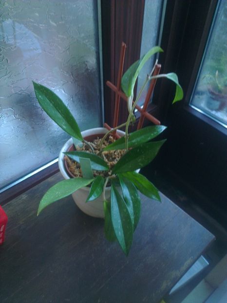  - 0 gradina mea 2017