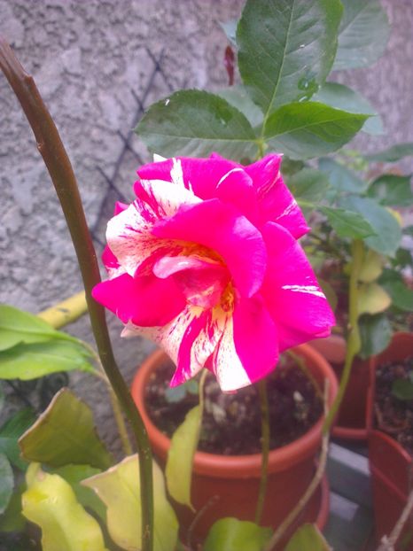  - 0 gradina mea 2017