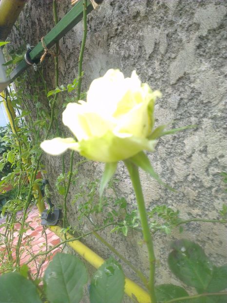  - 0 gradina mea 2017