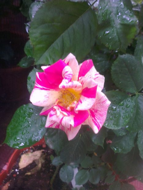  - 0 gradina mea 2017