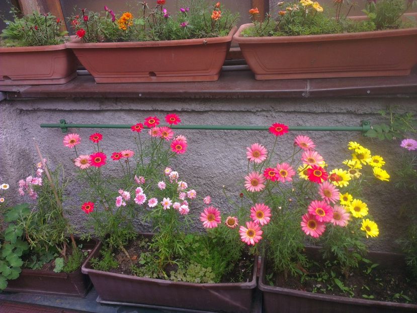  - 0 gradina mea 2017