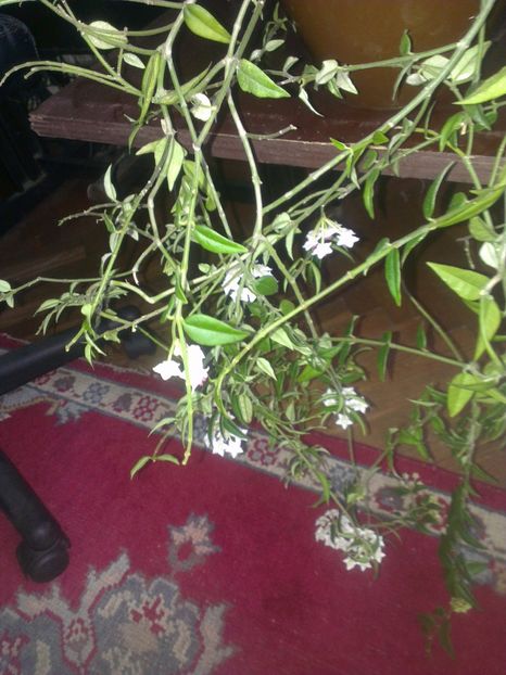  - 0 gradina mea 2017