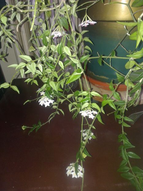  - 0 gradina mea 2017