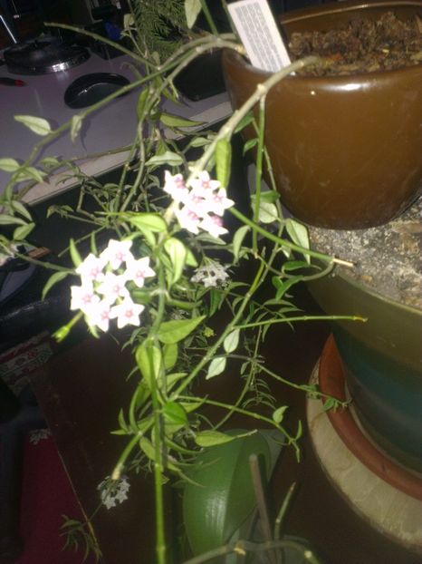  - 0 gradina mea 2017