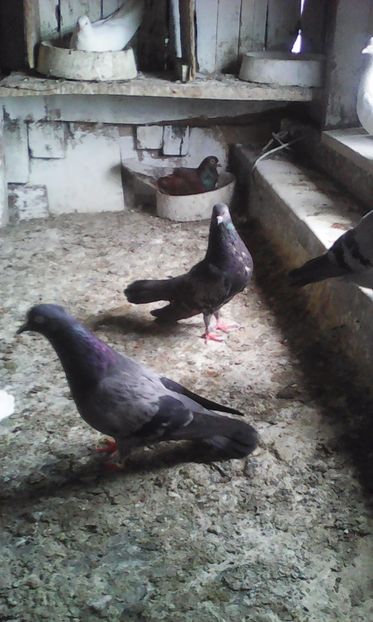  - Zburător CIUNGI DE PLOIESTI