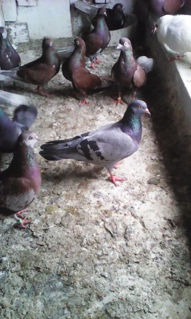  - Zburător CIUNGI DE PLOIESTI