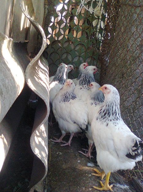 Fotografie2648 - seria 2