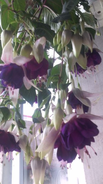 03.06.2017 - FUCHSIA 2011-2020