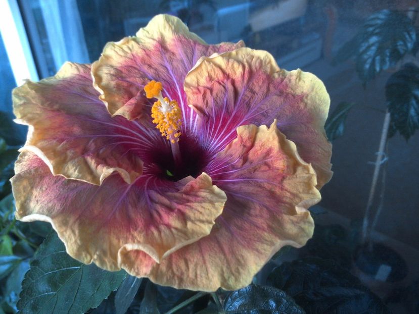 WIN_20170607_185046 - Jolanda Gommer