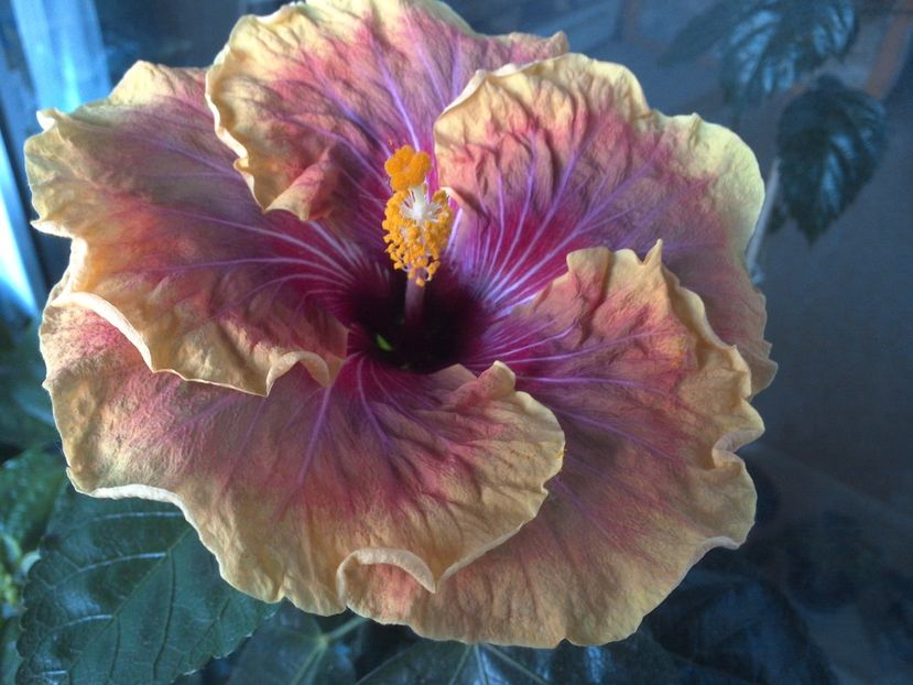 WIN_20170607_185050 - Jolanda Gommer