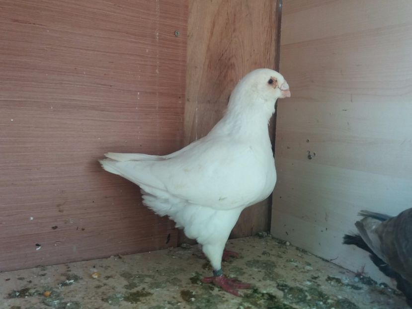 Masc 2014 rezervat - DE VINZARE LOT