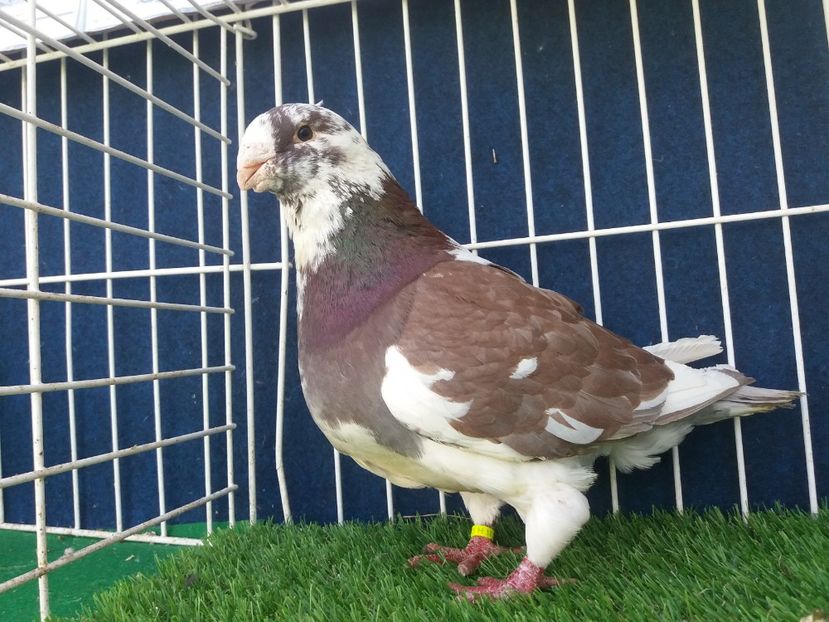 MASC 2011 rezervat - DE VINZARE LOT