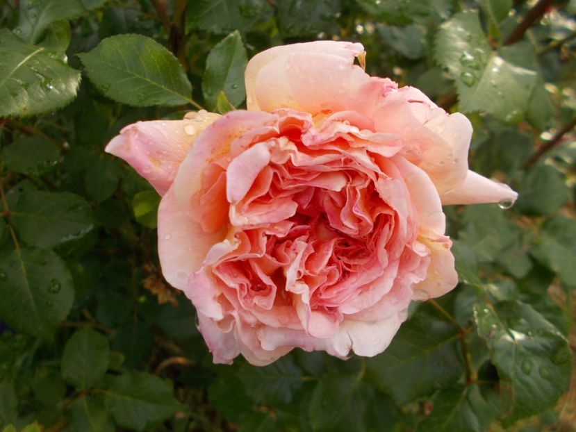  - Abraham Darby