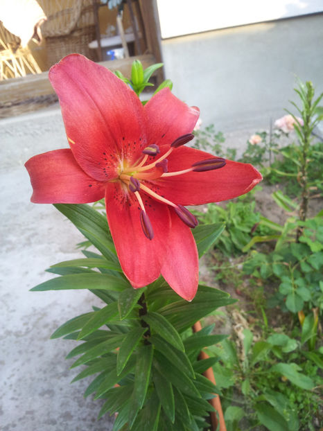  - Primavara - Vara 2017