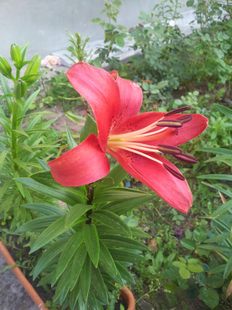  - Primavara - Vara 2017