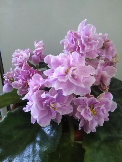 RS Diadema - 1-A-Violete 2017