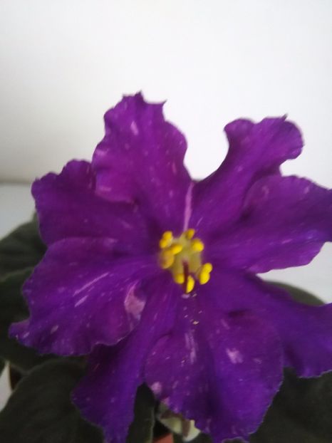 An Rio Rita - 1-A-Violete 2017