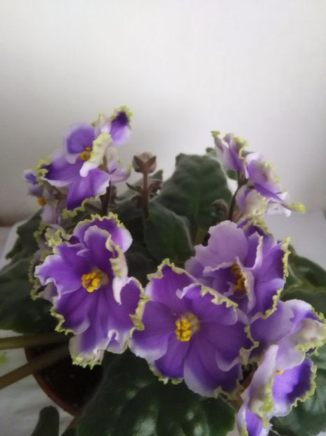  - 1-A-Violete 2017