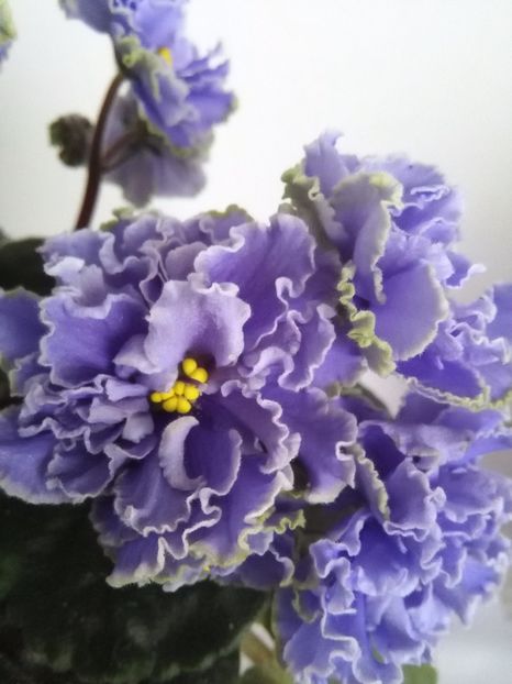  - 1-A-Violete 2017