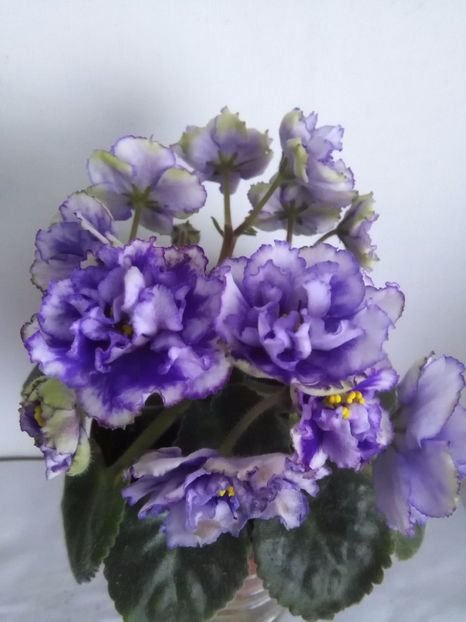 EK Favorite Son - 1-A-Violete 2017