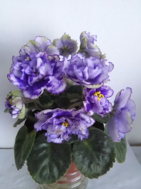  - 1-A-Violete 2017