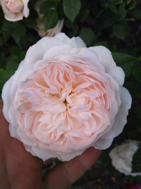 Crocus Rose - Gradina 2017